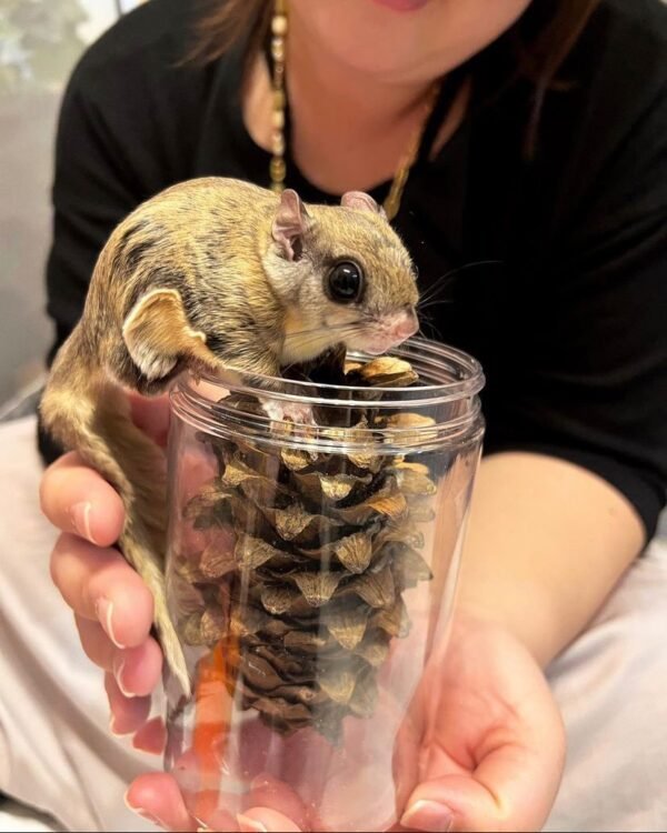 Gleithörnchen kaufen
