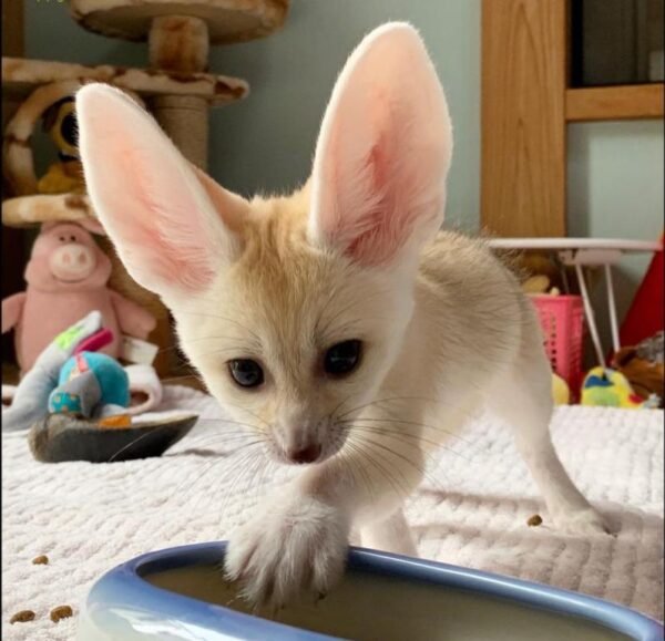 Fennek Fuchs Adoption