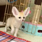 Fenneks als Haustiere