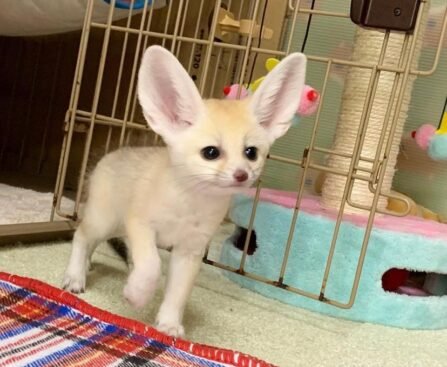 Fenneks als Haustiere