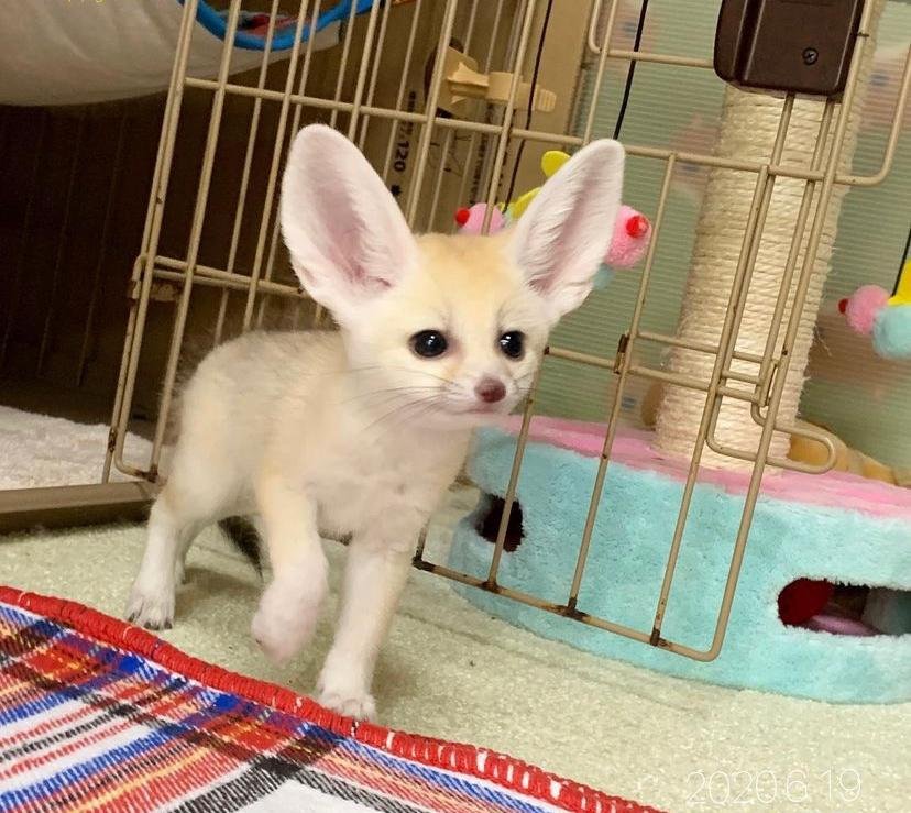 Fenneks als Haustiere