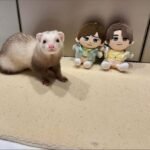 Mini-Frettchen kaufen