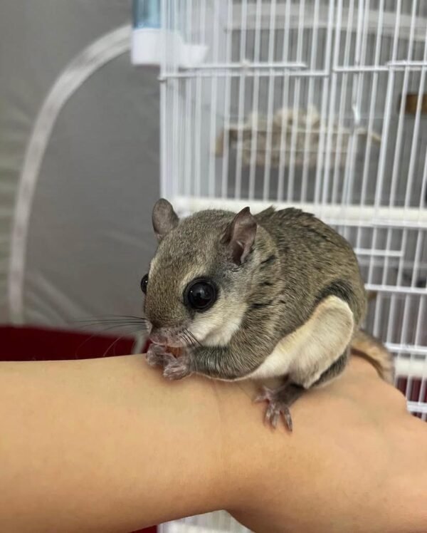 Gleithörnchen adoptieren
