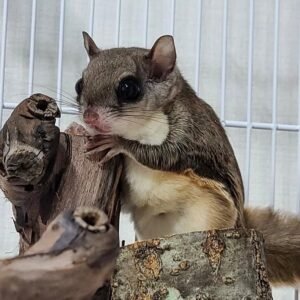 Gleithörnchen