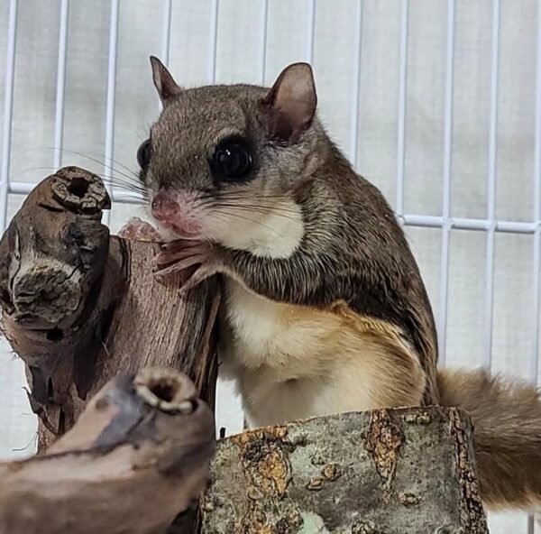 Gleithörnchen