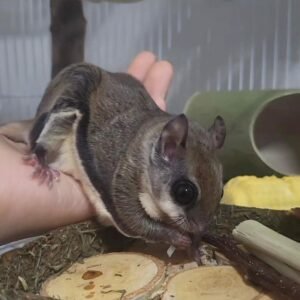 Gleithörnchen Haltung