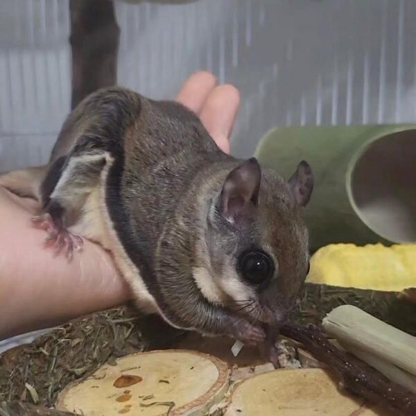 Gleithörnchen Haltung