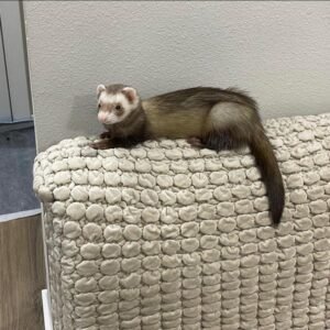 weibliches Frettchen
