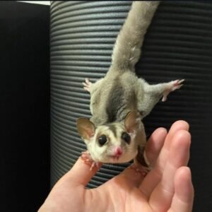 Momo Gleitbeutler
