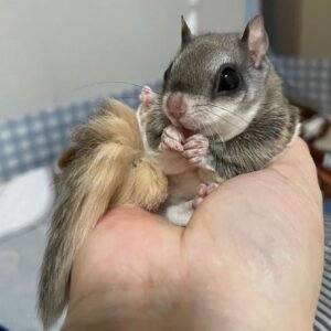 Ponchi Gleithörnchen