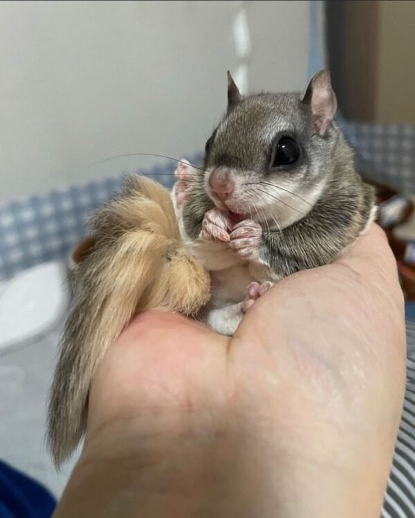 Ponchi Gleithörnchen