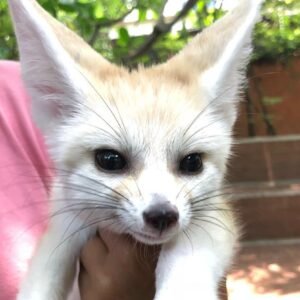 Fennek-Fuchs kaufen