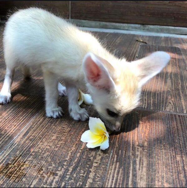 männlicher Wüstenfuchs