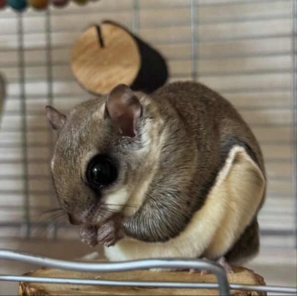 weibliches Gleithörnchen