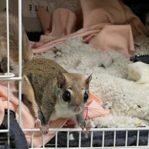 Gleithörnchen freundliche
