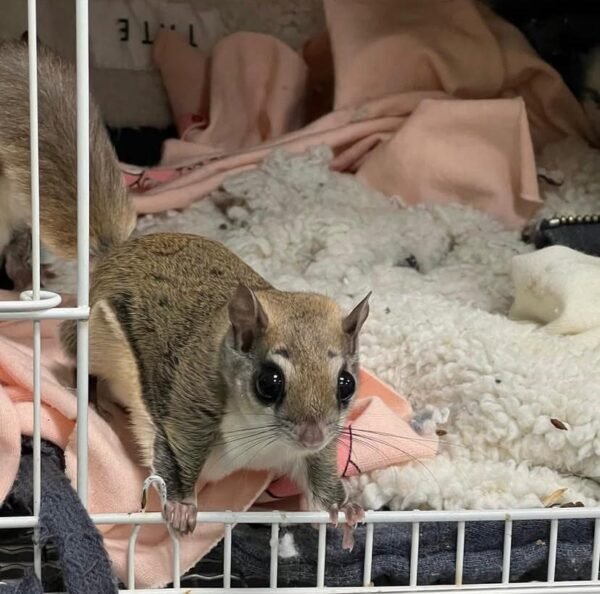 Gleithörnchen freundliche