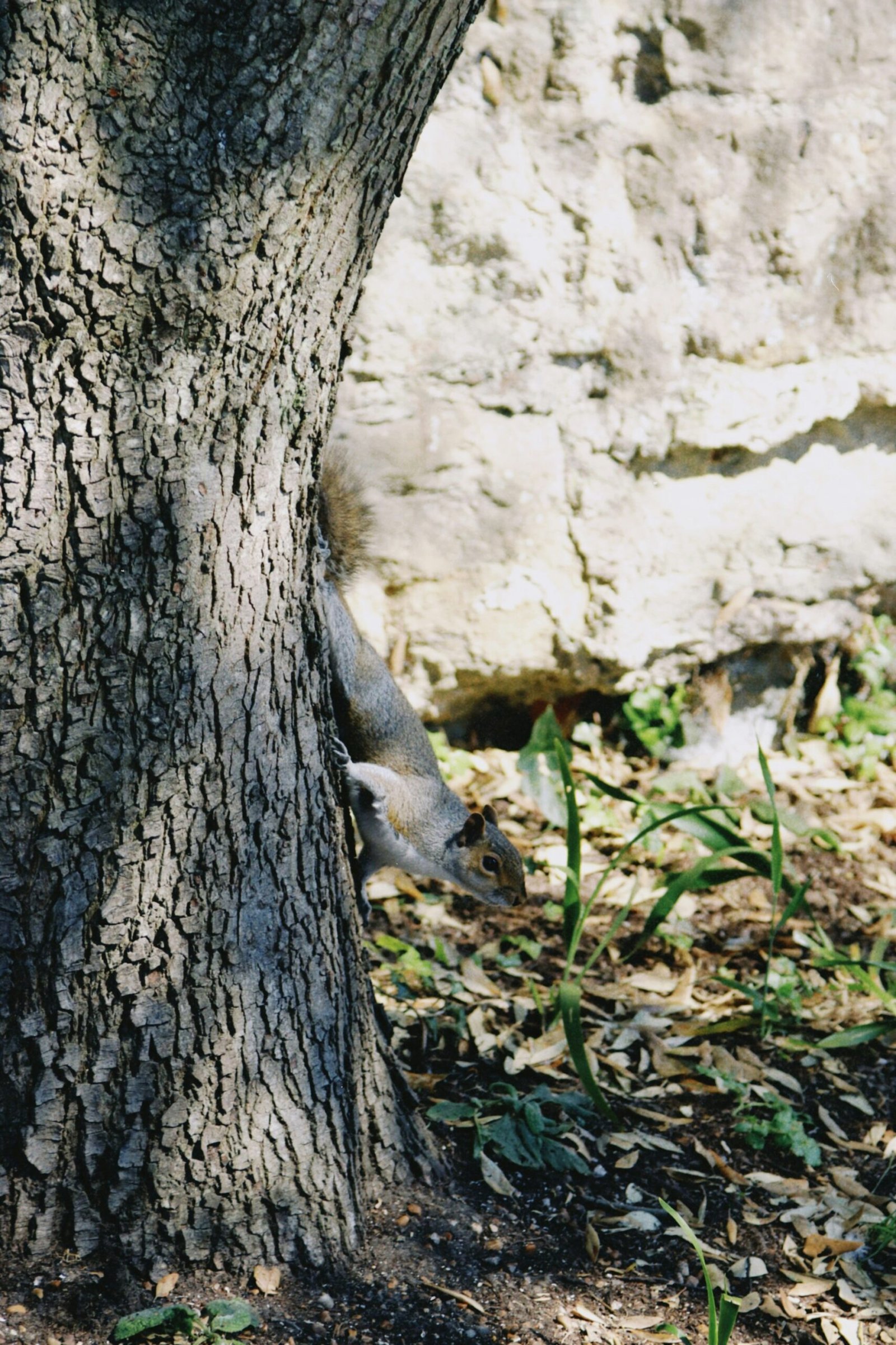 A squirrel climbs down a tree.