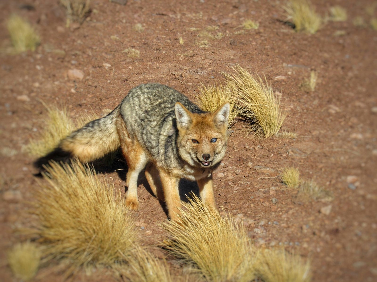 a small gray and black animal standing on top of a dirt field
