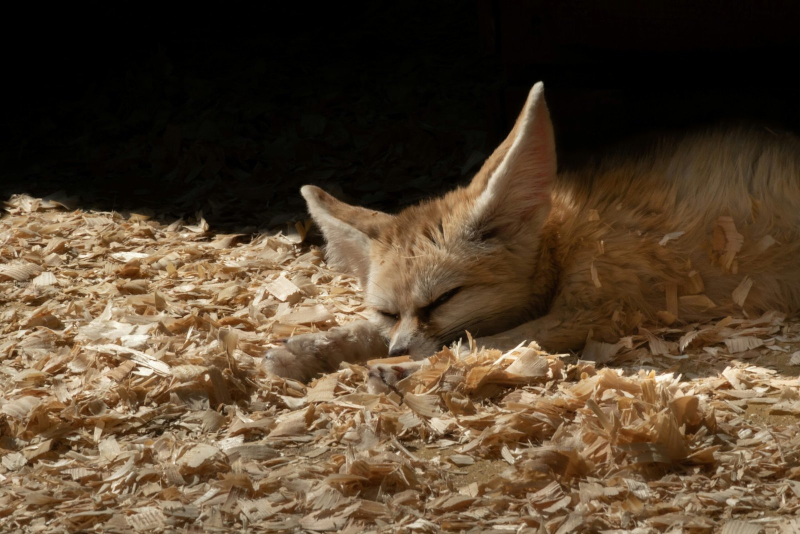 fennek fuchs haustier deutschland